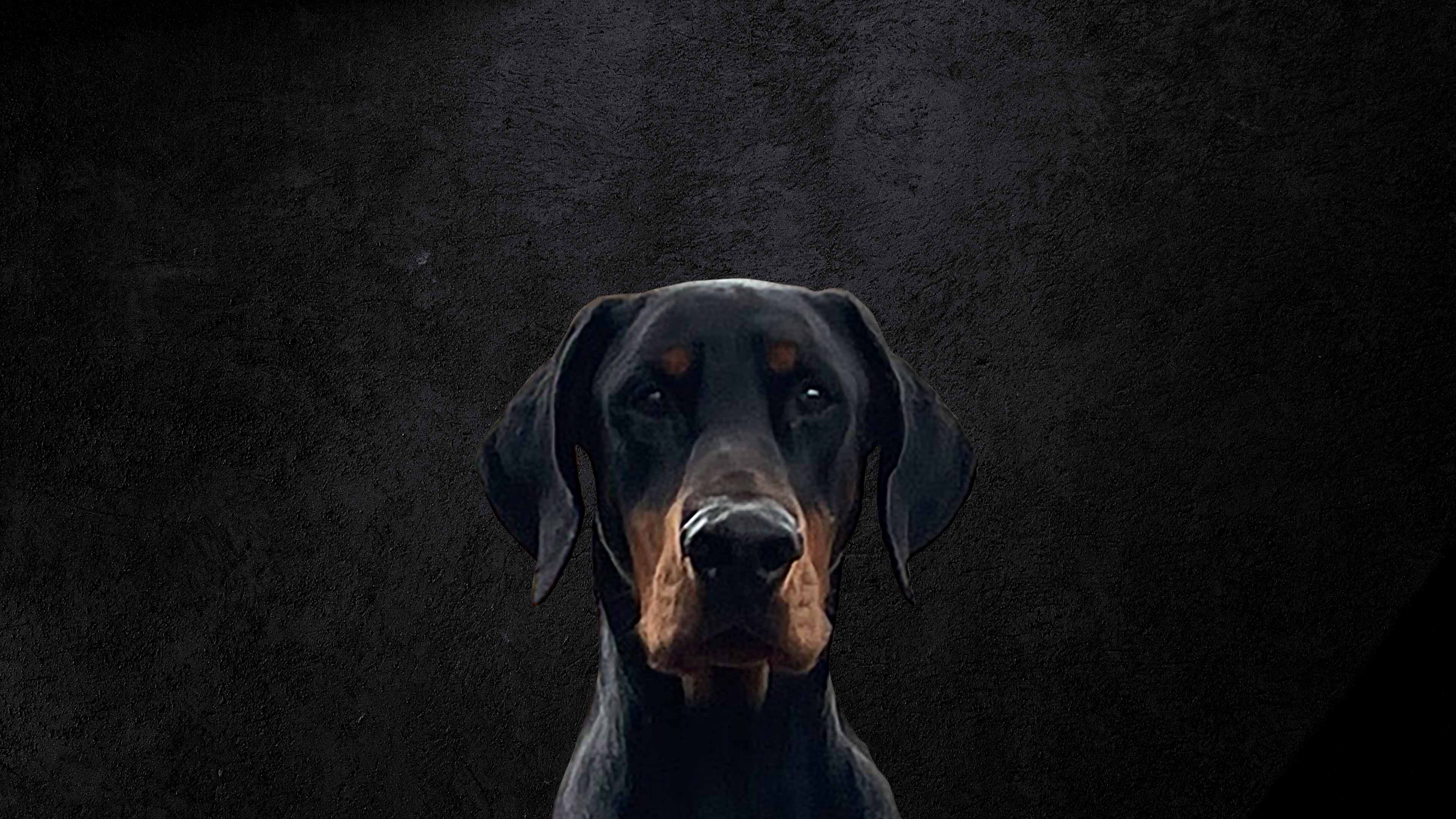 Dobermann