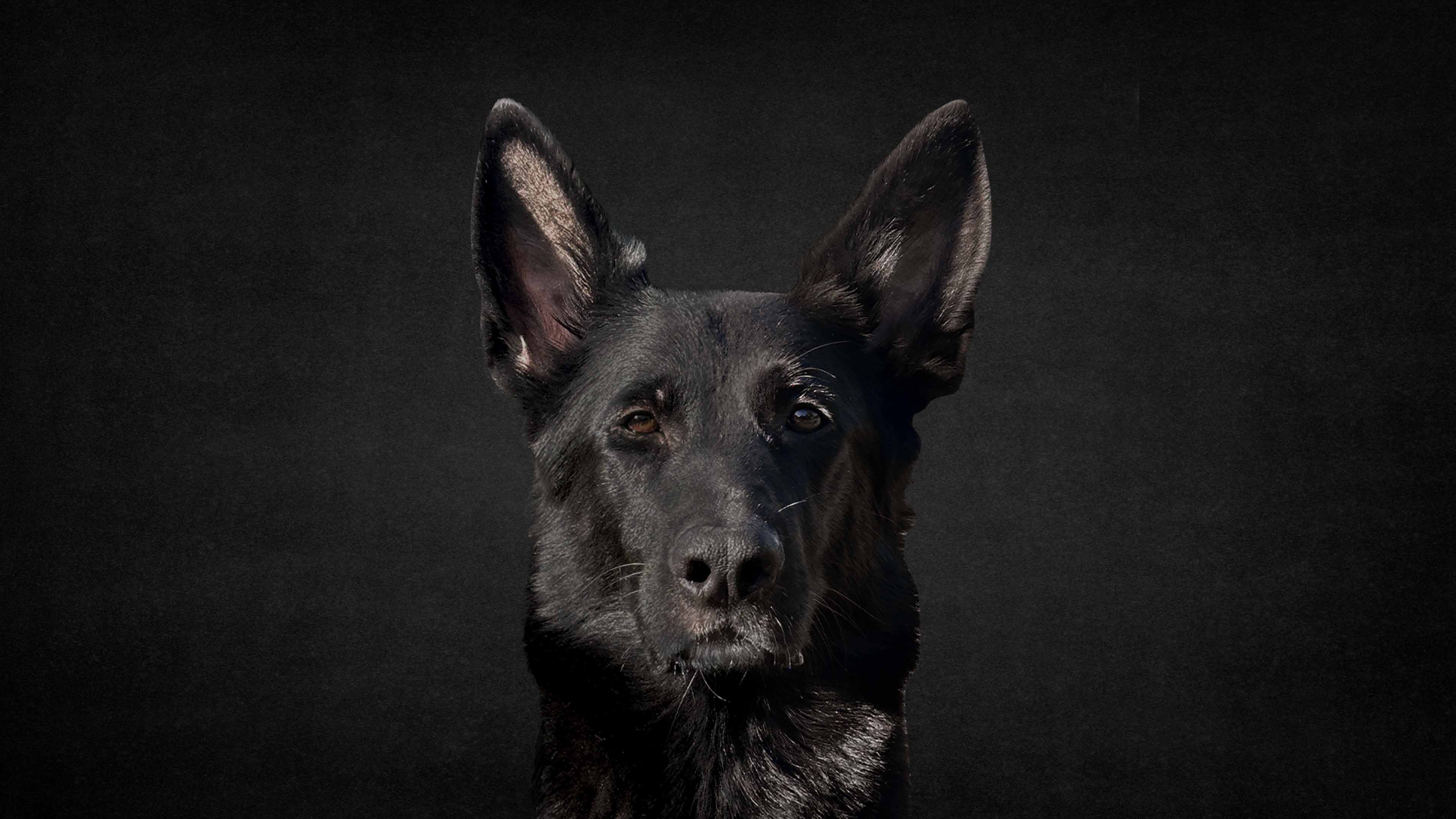 Dobermann