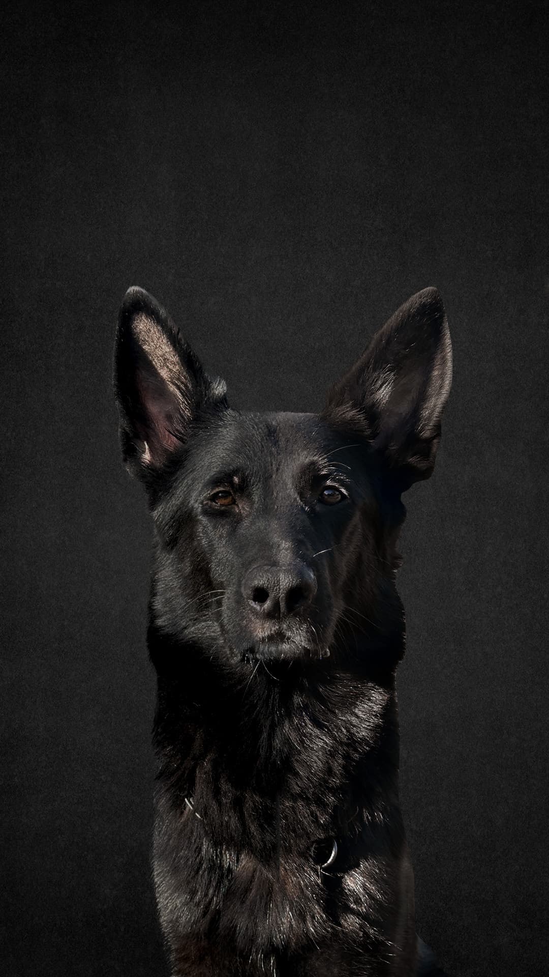 Dobermann
