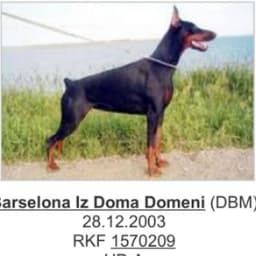 Barselona Iz Doma Domeni