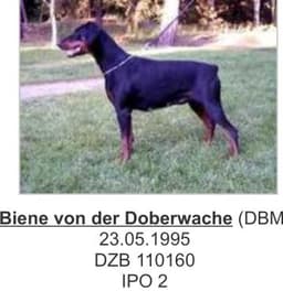 Biene Von Der Doberwache