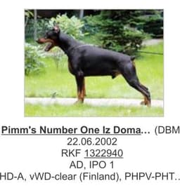 Pimm’s Number One Iz Doma Domeni