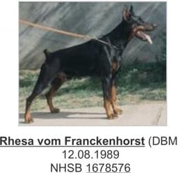 Rhesa Vom Franckenhorst